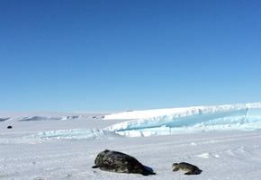 Seal with pup beside Mount Erebus glacier tongue